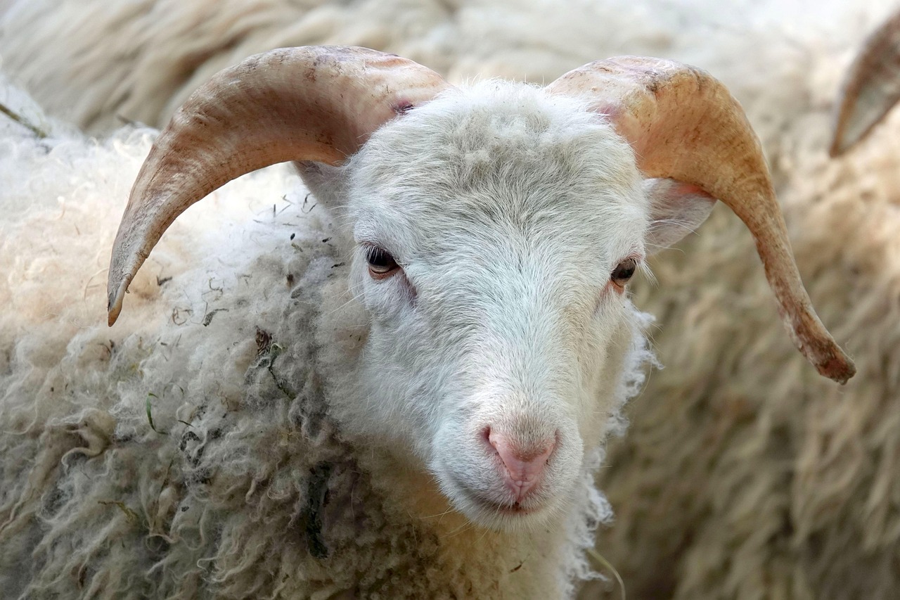 découvrez tout sur l’élevage du bétail : techniques, conseils, races, alimentation et gestion durable pour optimiser votre production animale et assurer la santé de votre cheptel.