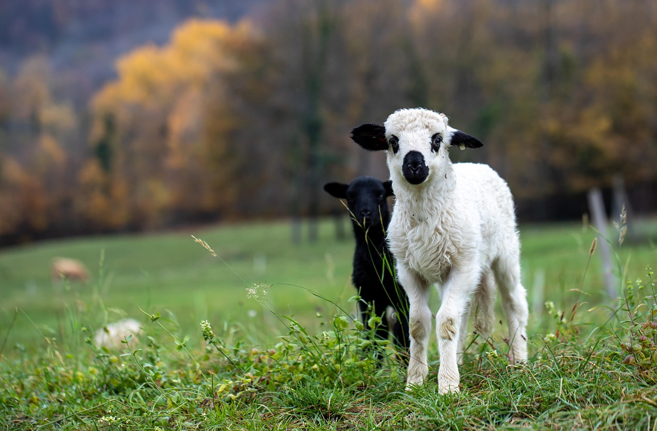 découvrez tout ce qu’il faut savoir sur l’élevage (livestock) : types d’animaux, méthodes d’élevage, importance pour l’agriculture, avantages économiques et conseils pour bien démarrer.
