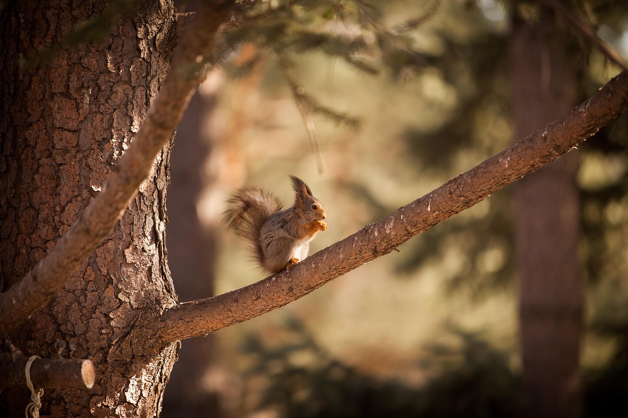 découvrez les plus beaux parcs naturels, explorez une biodiversité exceptionnelle et profitez d'activités en plein air dans des paysages préservés. trouvez votre prochaine aventure nature !