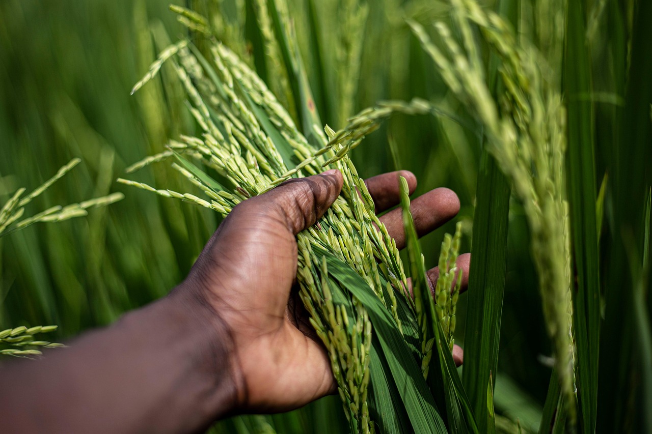 découvrez l’agriculture biologique : ses principes, ses avantages pour l’environnement et la santé, et comment elle favorise une alimentation durable et respectueuse de la nature.