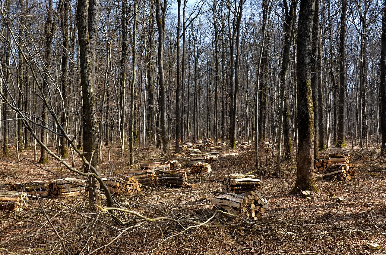 découvrez la gestion durable des forêts : des pratiques responsables pour préserver la biodiversité, assurer le renouvellement des ressources forestières et lutter contre le changement climatique.