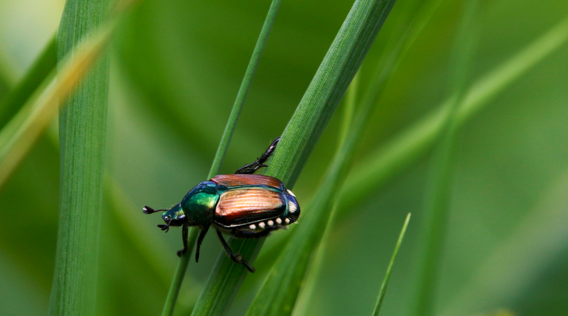 découvrez l'importance de la biodiversité, ses bienfaits pour l'environnement, et les actions à prendre pour préserver la richesse de la faune et de la flore sur notre planète.