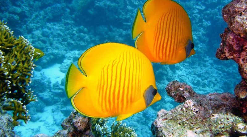 découvrez tout sur les récifs coralliens : leur rôle essentiel dans l’écosystème marin, leur biodiversité unique et les menaces auxquelles ils font face. explorez comment protéger ces trésors naturels.
