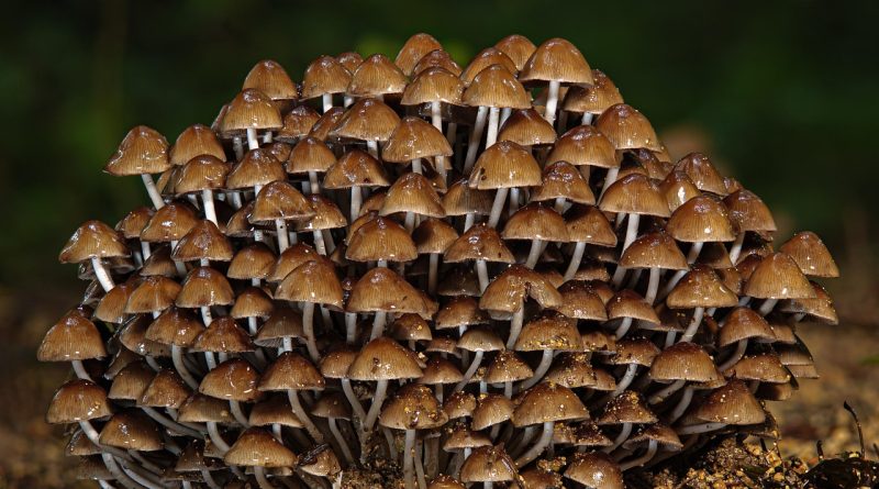 découvrez l'importance de la biodiversité, ses enjeux pour la planète et comment préserver la richesse des espèces animales et végétales pour un avenir durable.