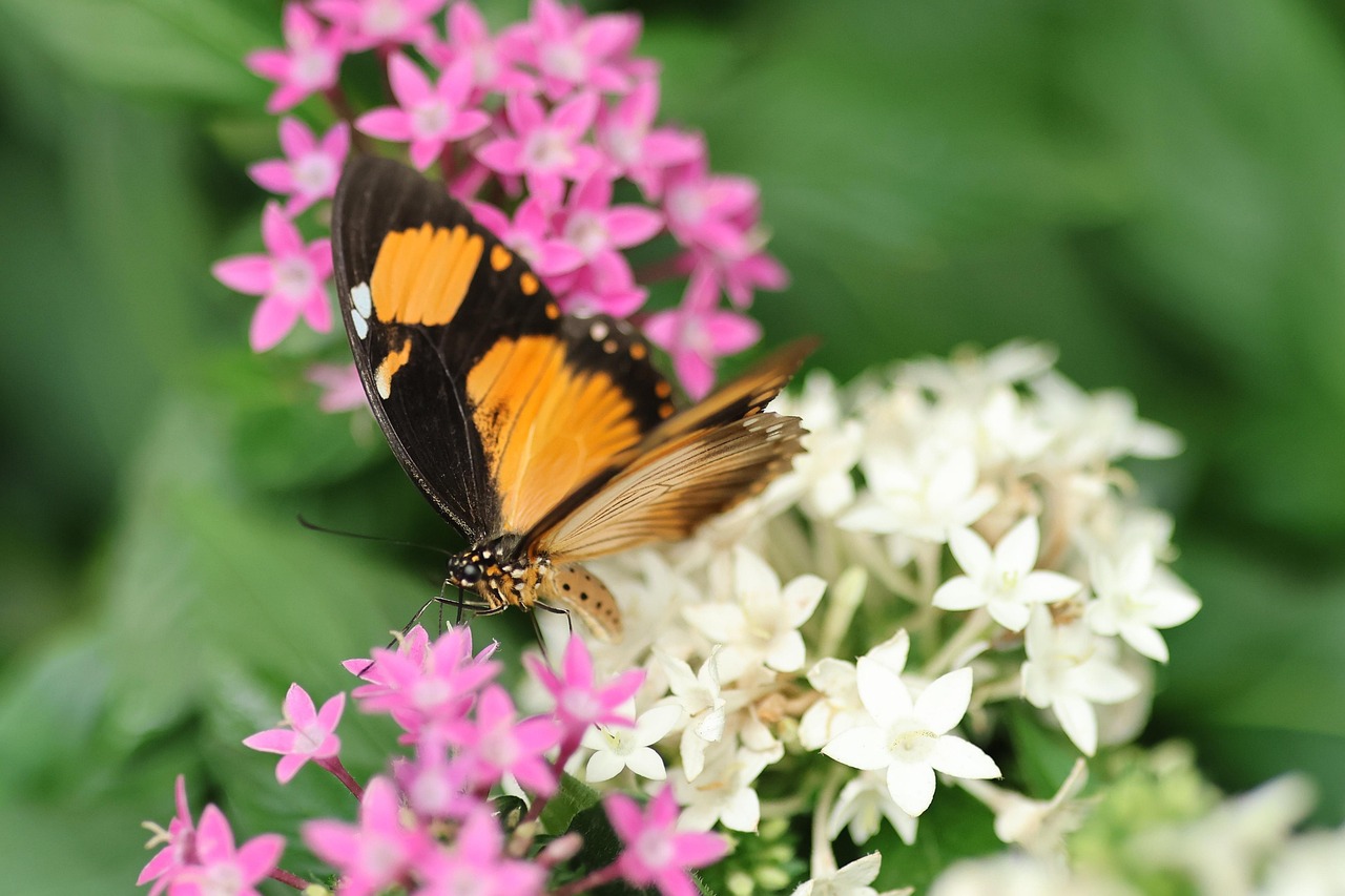 découvrez l'importance de la biodiversité, son rôle clé dans l'équilibre des écosystèmes et les actions à mener pour préserver la richesse de la faune et la flore de notre planète.