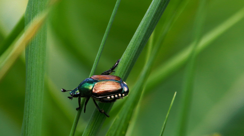 découvrez ce qu'est la biodiversité, son importance pour notre planète et les actions à mener pour préserver la richesse des espèces animales et végétales.
