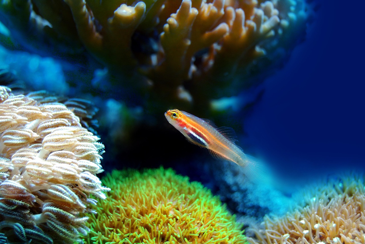 découvrez l'importance vitale des récifs coralliens, leur biodiversité exceptionnelle et les menaces auxquelles ils font face. explorez comment les protéger pour préserver nos océans.