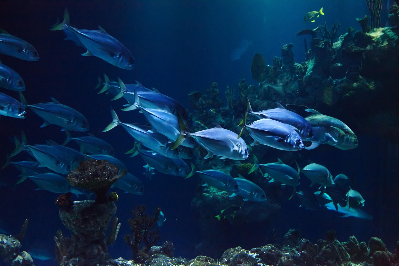 découvrez l’importance des récifs coralliens, leur biodiversité unique, les menaces auxquelles ils font face et les actions possibles pour les protéger.
