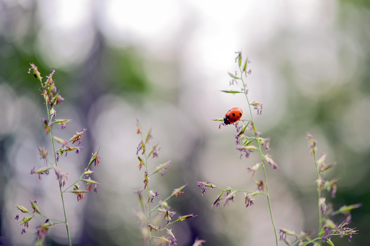 découvrez les principales organisations environnementales qui œuvrent pour la protection de la planète, la préservation de la biodiversité et la lutte contre le changement climatique.