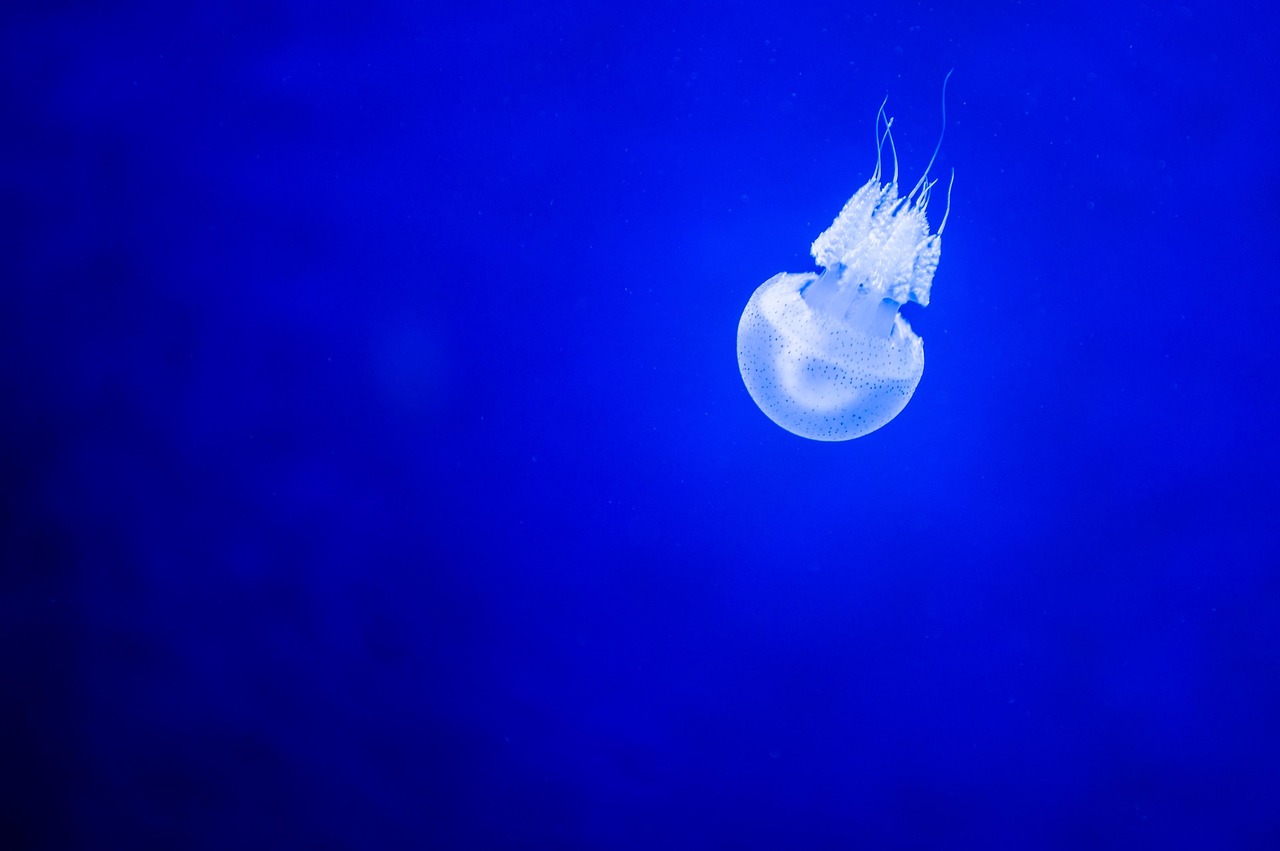 découvrez pourquoi la protection des océans est essentielle pour préserver la biodiversité marine, lutter contre la pollution et garantir un avenir durable à notre planète. actions, conseils et initiatives pour protéger nos mers.