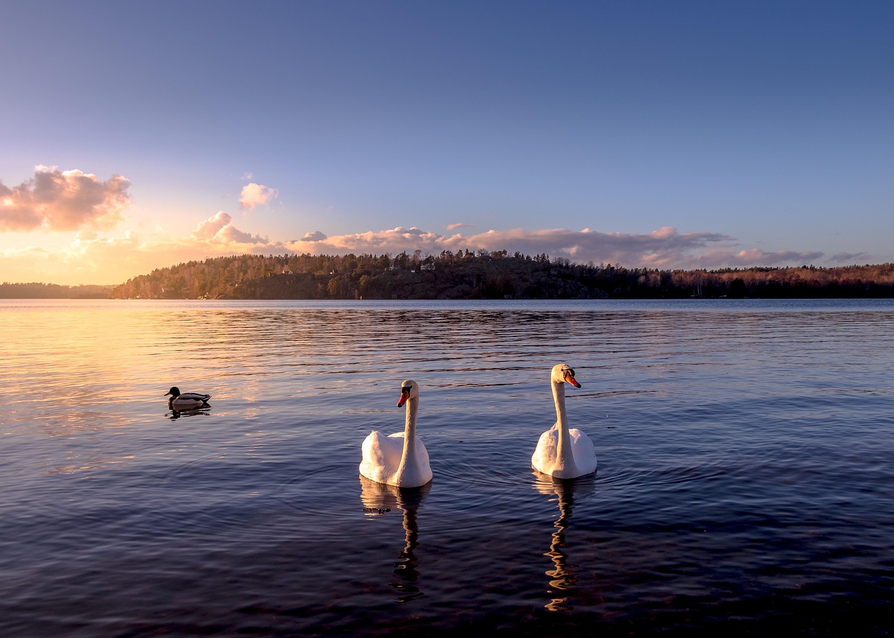 découvrez la suède, un pays nordique unique mêlant nature préservée, villes modernes, design scandinave et traditions chaleureuses. explorez stockholm, admirez les aurores boréales et offrez-vous une escapade inoubliable en scandinavie.