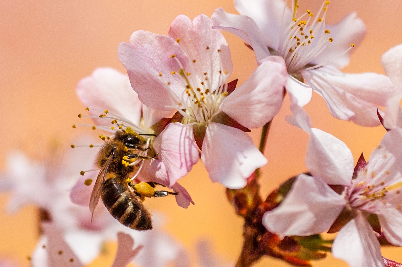 célébrez la journée mondiale de l'environnement : découvrez l'importance de la protection de la planète, les actions à entreprendre et comment chacun peut contribuer à un avenir durable.