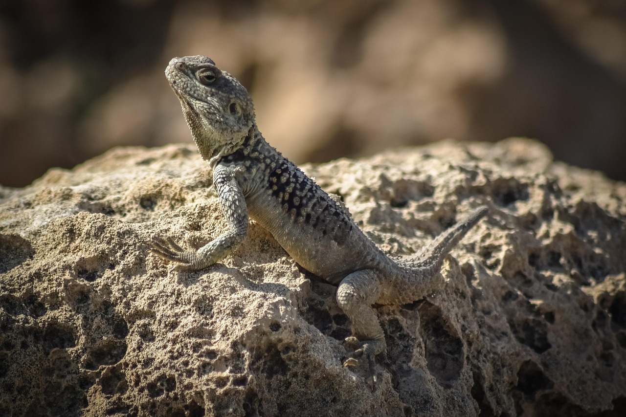 découvrez comment l'adaptation permet de faire face aux changements, d'évoluer dans différents contextes et d'améliorer la résilience tant sur le plan personnel que professionnel.