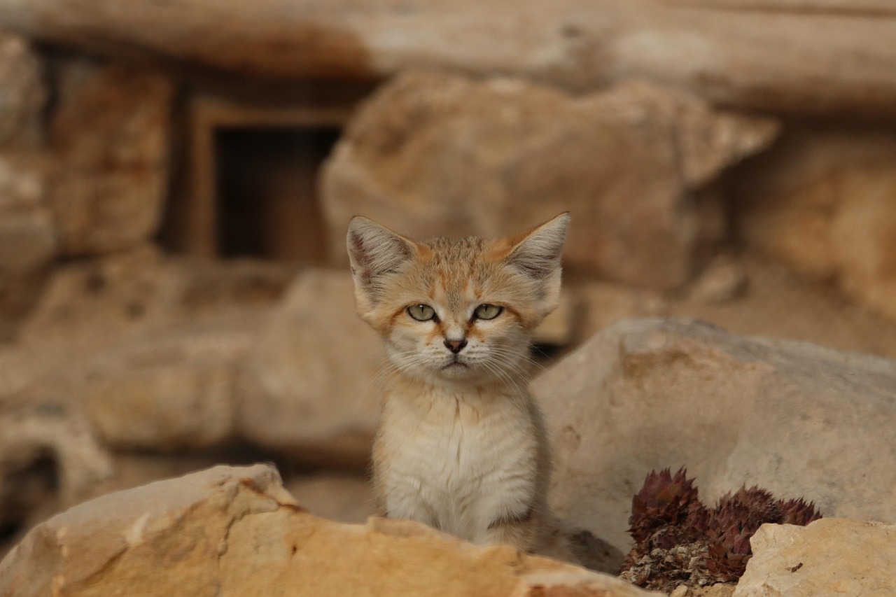 découvrez tout sur l'adaptation : définition, processus, exemples concrets et conseils pour réussir à s'adapter efficacement dans différents domaines de la vie.