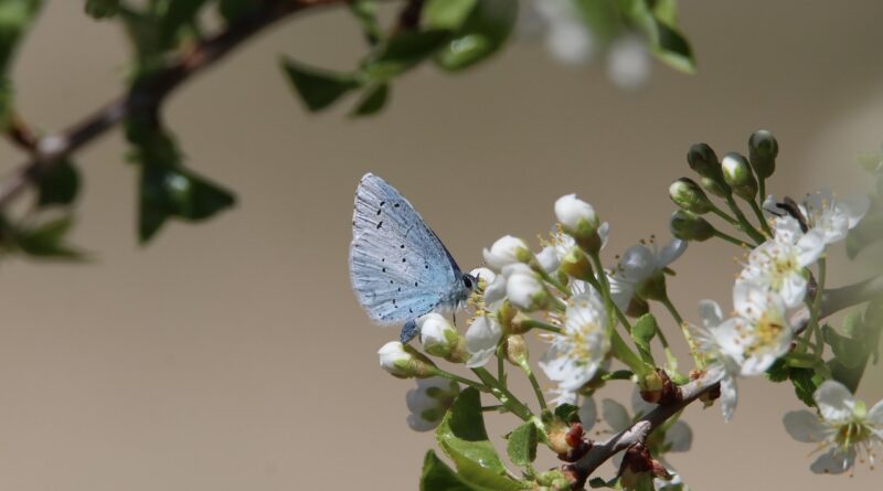 découvrez ce qu'est la biodiversité, son importance pour l'environnement, les menaces auxquelles elle fait face et les actions pour la préserver. informez-vous sur la richesse du vivant et ses bienfaits pour la planète.