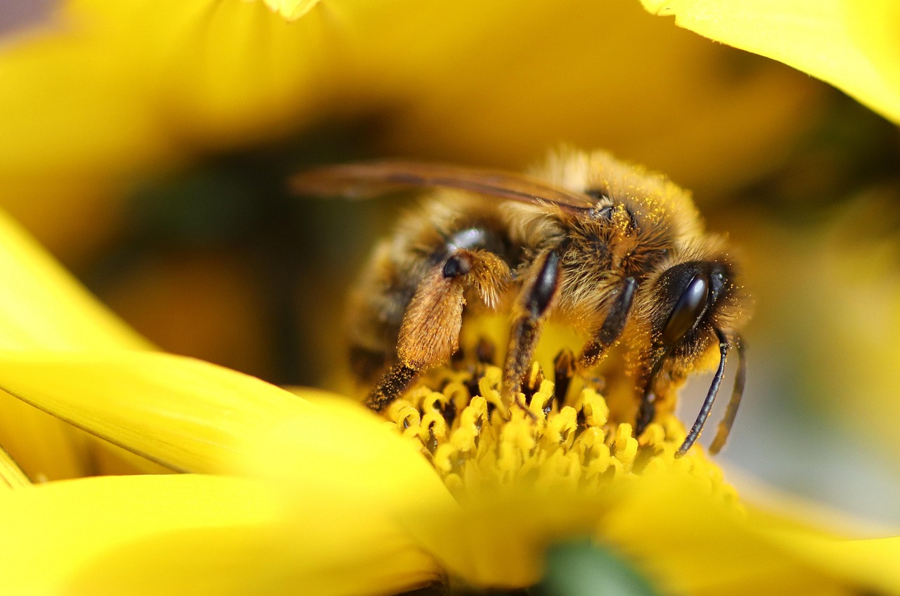 découvrez ce qu'est la biodiversité, son importance pour notre planète et les moyens de la préserver. protégez la richesse des espèces et des écosystèmes pour un avenir durable.