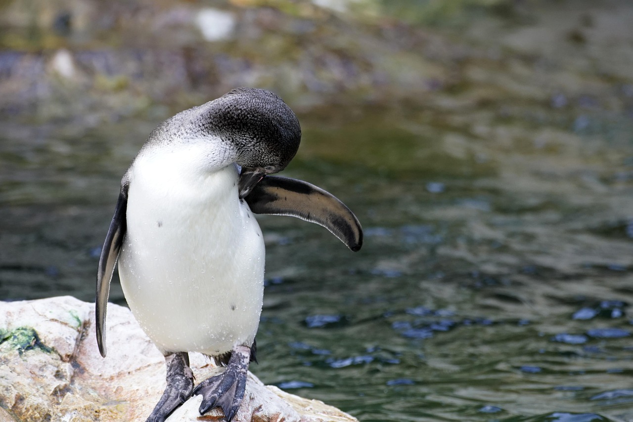découvrez l'importance de la biodiversité, ses rôles essentiels pour l'équilibre de la planète, et comment la préserver pour les générations futures.