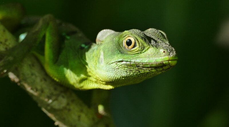 découvrez ce qu'est la biodiversité, son importance pour l'équilibre des écosystèmes et les actions à adopter pour la préserver. informez-vous sur la richesse du vivant et les enjeux actuels liés à la biodiversité.