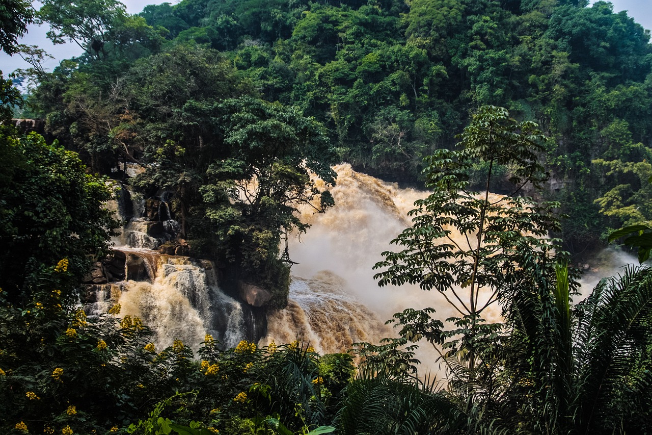 découvrez les forêts du bassin du congo, deuxième plus grand massif forestier tropical au monde, abritant une biodiversité exceptionnelle et jouant un rôle crucial dans la régulation du climat mondial.