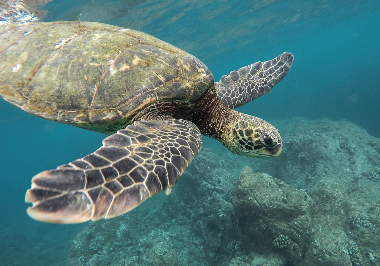 célébrez la journée de la terre : découvrez des idées d’actions écologiques, des conseils pour protéger l’environnement et l’impact positif que chacun peut avoir sur la planète. engagez-vous pour un avenir durable !