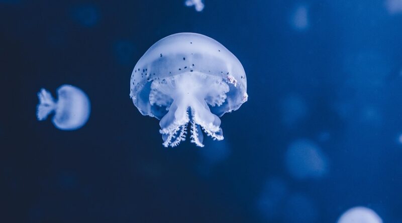 découvrez comment l'alcalinité de l'océan influence la régulation du climat, la santé marine et la lutte contre l'acidification des océans. comprenez son importance pour l'environnement marin.