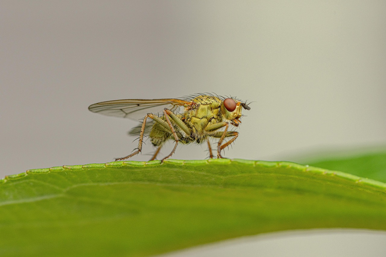 découvrez l'importance de la biodiversité, son rôle essentiel dans l'équilibre des écosystèmes et les actions pour la préserver.