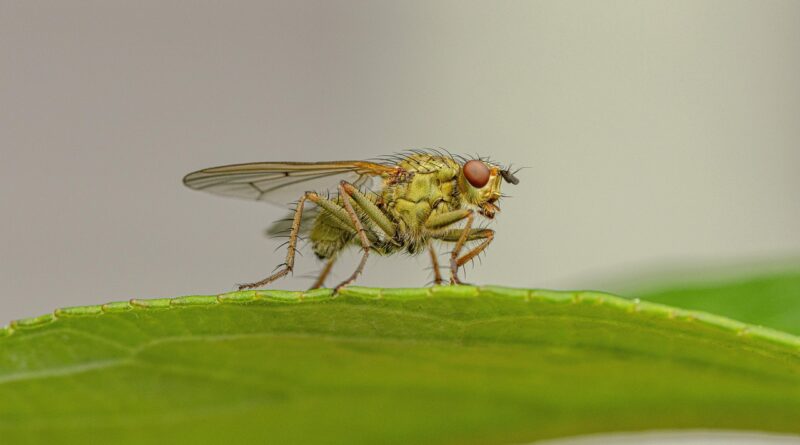 découvrez l'importance de la biodiversité, son rôle crucial dans l'équilibre des écosystèmes et les actions pour la préserver.