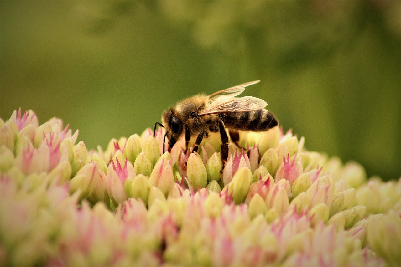 découvrez l'importance de la biodiversité, son rôle essentiel dans l'équilibre des écosystèmes et les actions pour la préserver pour les générations futures.