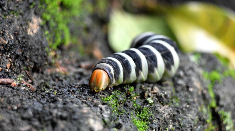 découvrez la transformation écologique : adoptez des pratiques durables pour protéger notre planète et assurer un avenir responsable.