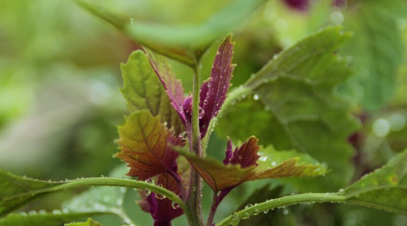 d&eacute;couvrez le jardinage urbain biologique : cultivez des plantes saines et durables en milieu citadin gr&acirc;ce &agrave; des techniques &eacute;cologiques et respectueuses de l'environnement.