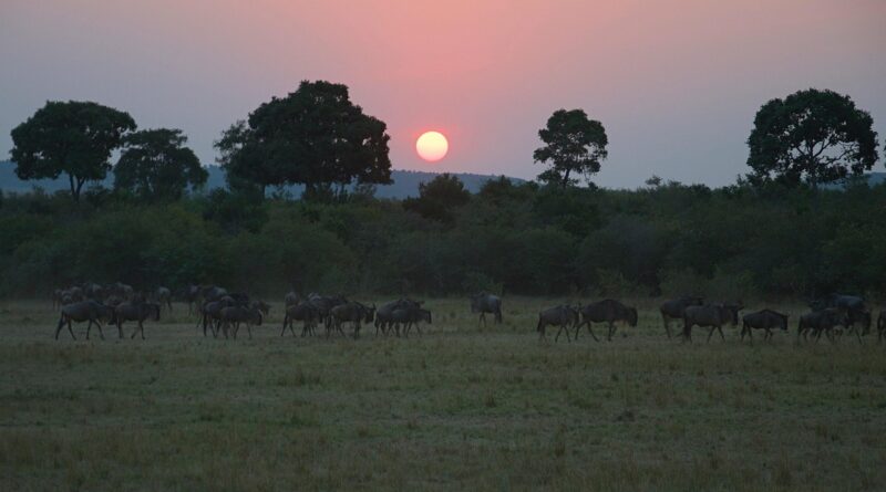 d&eacute;couvrez les enjeux et les d&eacute;cisions cl&eacute;s du sommet sur le climat, r&eacute;unissant les leaders mondiaux pour lutter contre le changement climatique et pr&eacute;server notre plan&egrave;te.