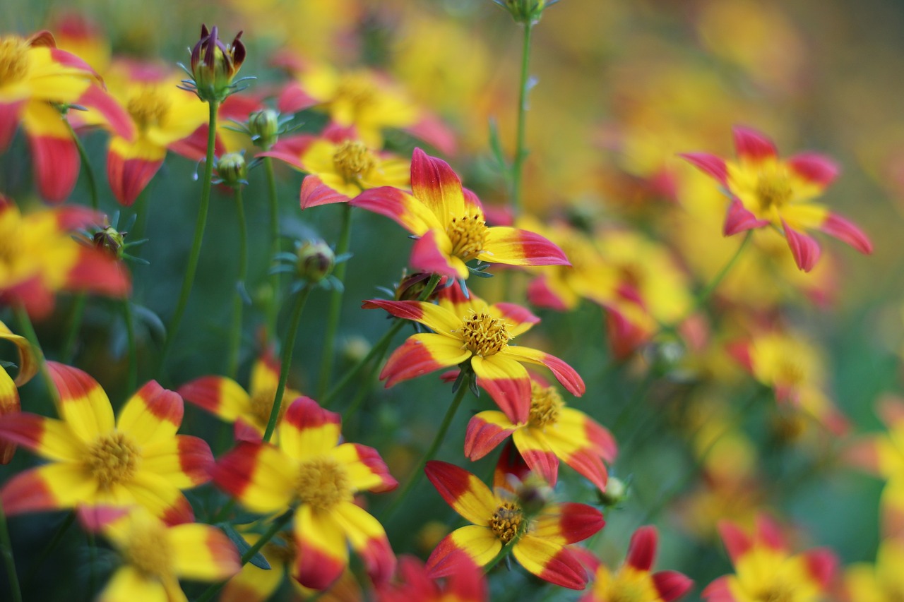 d&eacute;couvrez la beaut&eacute; myst&eacute;rieuse de cette fleur inconnue, une merveille naturelle qui intrigue et fascine les amateurs de botanique.