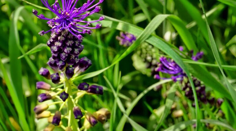 d&eacute;couvrez la beaut&eacute; myst&eacute;rieuse de la fleur inconnue, un symbole d'&eacute;l&eacute;gance et de nature intrigante &agrave; explorer.