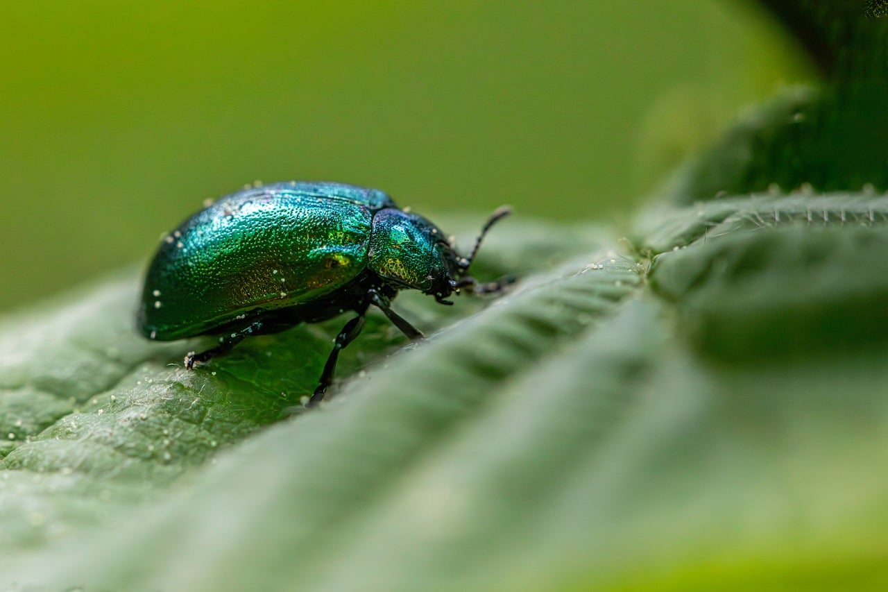 d&eacute;couvrez l'importance de la biodiversit&eacute;, son r&ocirc;le crucial dans les &eacute;cosyst&egrave;mes et les actions pour la pr&eacute;server.