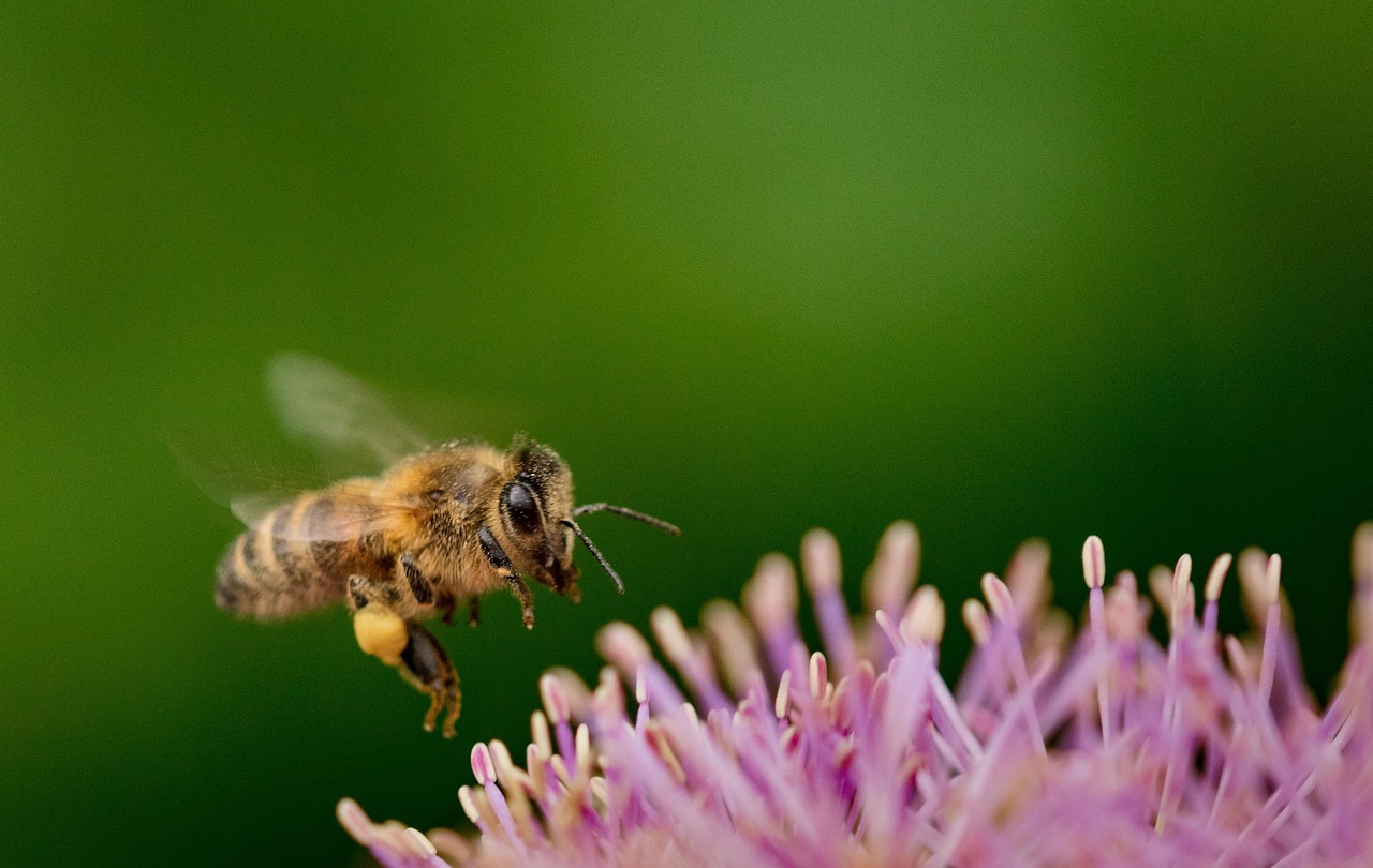 d&eacute;couvrez l'importance de la biodiversit&eacute;, son r&ocirc;le crucial dans l'&eacute;quilibre des &eacute;cosyst&egrave;mes et les actions pour la pr&eacute;server.