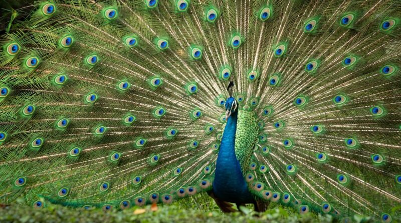 d&eacute;couvrez l'importance de la biodiversit&eacute;, son r&ocirc;le essentiel dans l'&eacute;quilibre des &eacute;cosyst&egrave;mes et les actions pour la prot&eacute;ger.