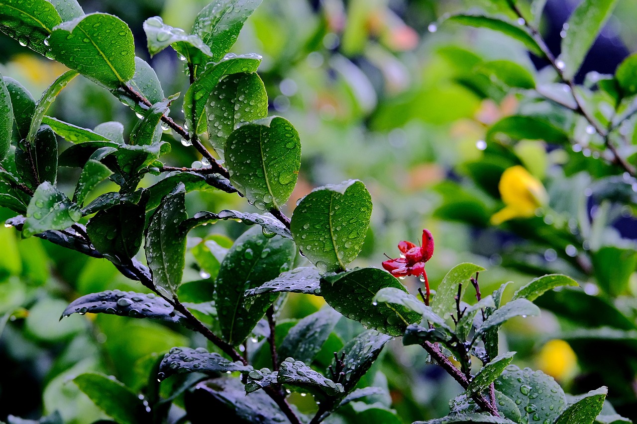 d&eacute;couvrez les techniques et avantages de la collecte d'eau de pluie pour &eacute;conomiser l'eau, r&eacute;duire vos factures et prot&eacute;ger l'environnement.