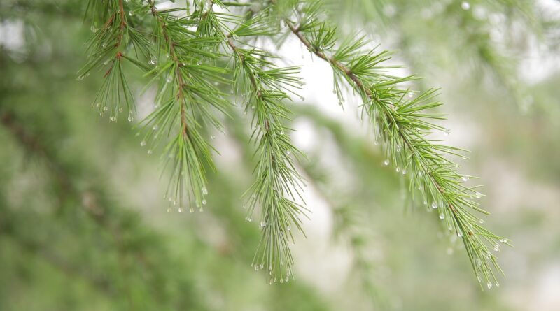 d&eacute;couvrez les techniques de r&eacute;cup&eacute;ration de l'eau de pluie pour &eacute;conomiser les ressources, r&eacute;duire la facture d'eau et prot&eacute;ger l'environnement.
